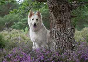 Alsatians: Dog German Shepherd (white)
