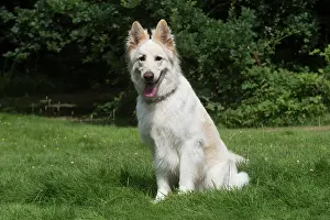 Alsatians: Dog German Shepherd (white)