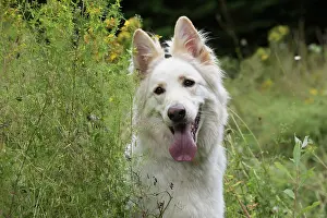 Alsatians: Dog German Shepherd (white)
