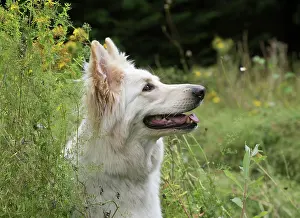 Alsatians: Dog German Shepherd (white)