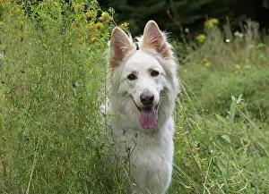 Alsatians: Dog German Shepherd (white)