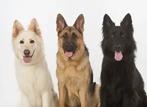 Sable: Dog German Shepherd (white, black & sable)