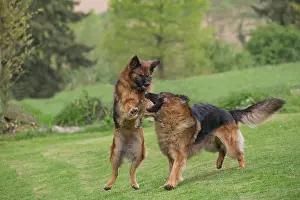 Aggressively: Dog - German Shepherds / Alsatians - aggressively