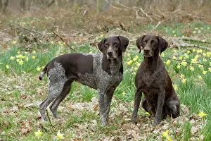 Pointers: DOG - German short-haired pointer