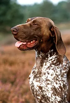 Pointers: DOG - German Short-Haired Pointer
