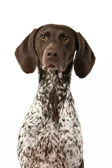 Pointer: DOG. German Short-Haired Pointer, sitting, portrait
