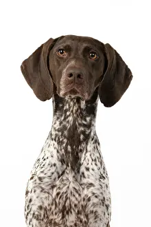 Pointer: DOG. German Short-Haired Pointer, sitting, portrait