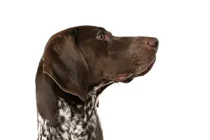 Pointer: DOG. German Short-Haired Pointer, sitting, portrait