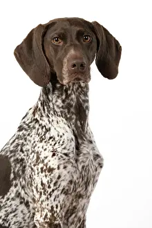 Pointer: DOG. German Short-Haired Pointer, sitting, portrait