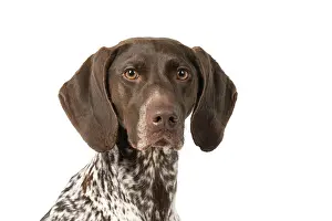 Pointer: DOG. German Short-Haired Pointer, sitting, portrait