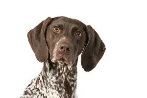 Pointer: DOG. German Short-Haired Pointer, sitting, portrait