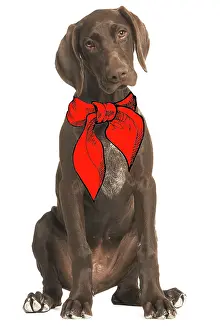 Braque: Dog - German short-haired pointer / Braque allemand