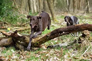 Pointers: DOG - German short-haired pointer jumping over