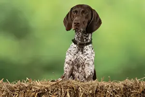 Pointer: DOG. German Short-Haired Pointer, with paws on