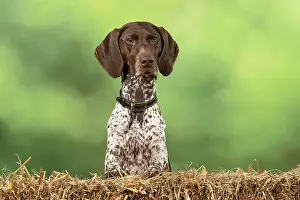 Pointer: DOG. German Short-Haired Pointer, with paws on