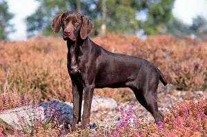 Pointers: Dog - German Short-haired Pointer Puppy - standing