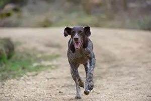Pointers: DOG - German short-haired pointer running