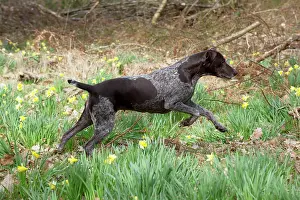 Pointers: DOG - German short-haired pointer running through daffodils