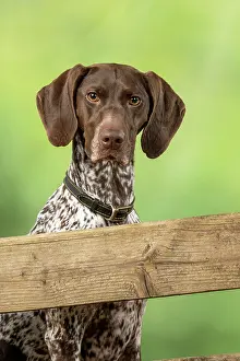 Pointer: DOG. German Short-Haired Pointer, sitting looking