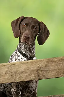 Pointer: DOG. German Short-Haired Pointer, sitting looking