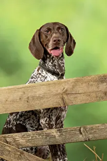 Pointer: DOG. German Short-Haired Pointer, sitting looking