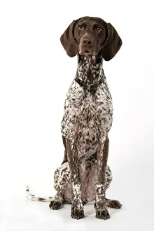 Pointer: DOG. German Short-Haired Pointer, sitting, studio