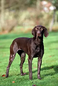 Pointers: Dog - German Short-haired Pointer - standing