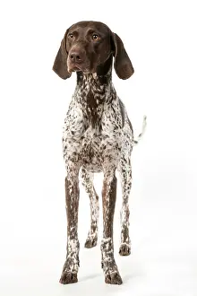 Pointer: DOG. German Short-Haired Pointer, standing, facing