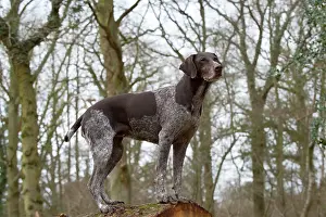 Pointers: DOG - German short-haired pointer standing on fallen