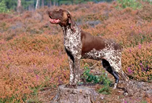 Pointers: Dog - German Short-haired Pointer - standing in heather
