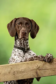 Pointer: DOG. German Short-Haired Pointer, standing, paws