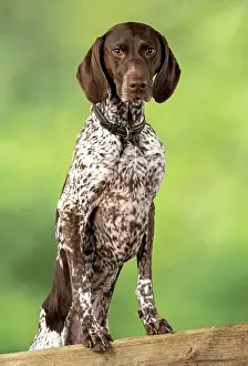 Pointer: DOG. German Short-Haired Pointer, standing, paws