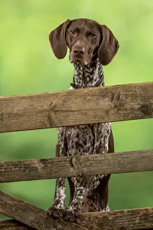 Pointer: DOG. German Short-Haired Pointer, standing, paws