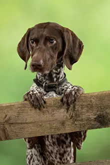 Pointer: DOG. German Short-Haired Pointer, standing, paws