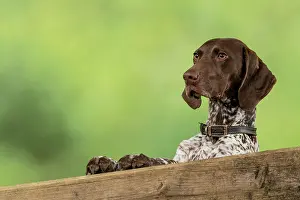 Pointer: DOG. German Short-Haired Pointer, standing, paws