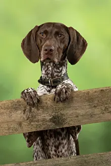Pointer: DOG. German Short-Haired Pointer, standing, paws