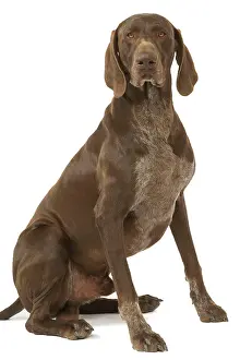 Pointers: Dog - German short-haired pointer in studio