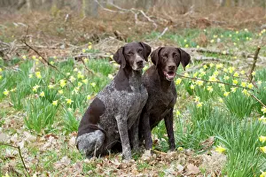 Pointers: DOG - German short-haired pointers