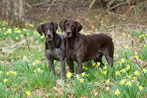 Pointers: DOG - German short-haired pointers