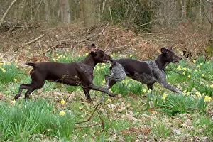 Pointers: DOG - German short-haired pointers running through