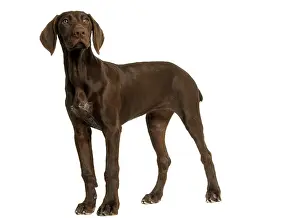 Shorthaired: Dog - German Shorthaired Pointer - 4 month old puppy