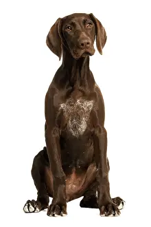 Shorthaired: Dog - German Shorthaired Pointer - 4 month old puppy