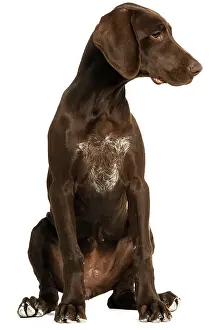 Shorthaired: Dog - German Shorthaired Pointer - 4 month old puppy