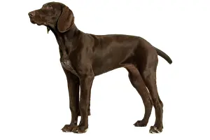 Shorthaired: Dog - German Shorthaired Pointer - 4 month old puppy
