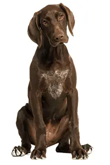Shorthaired: Dog - German Shorthaired Pointer - 4 month old puppy