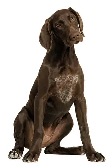 Shorthaired: Dog - German Shorthaired Pointer - 4 month old puppy