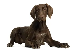 Shorthaired: Dog - German Shorthaired Pointer - 4 month old puppy