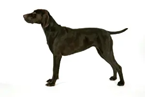 Shorthaired: DOG - German shorthaired pointer