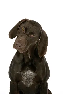 Shorthaired: DOG - German shorthaired pointer