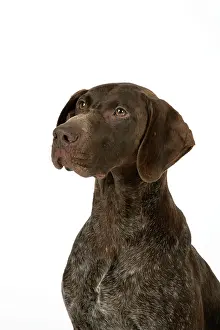 Shorthaired: DOG - German shorthaired pointer